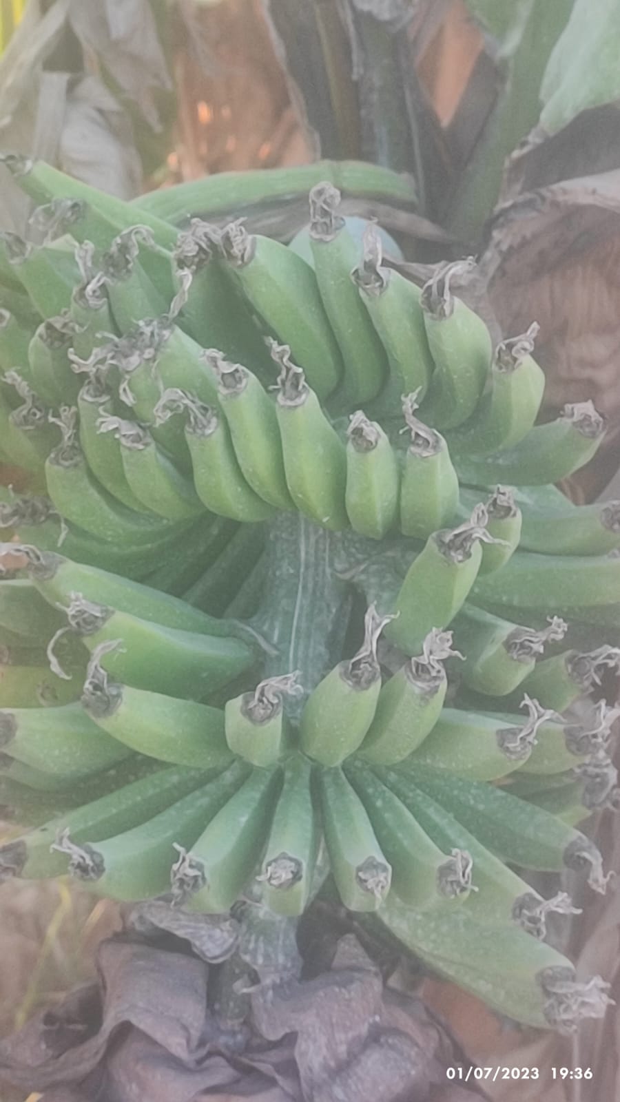 Başarı Botanik Yerel İşletme fotoğrafı 2